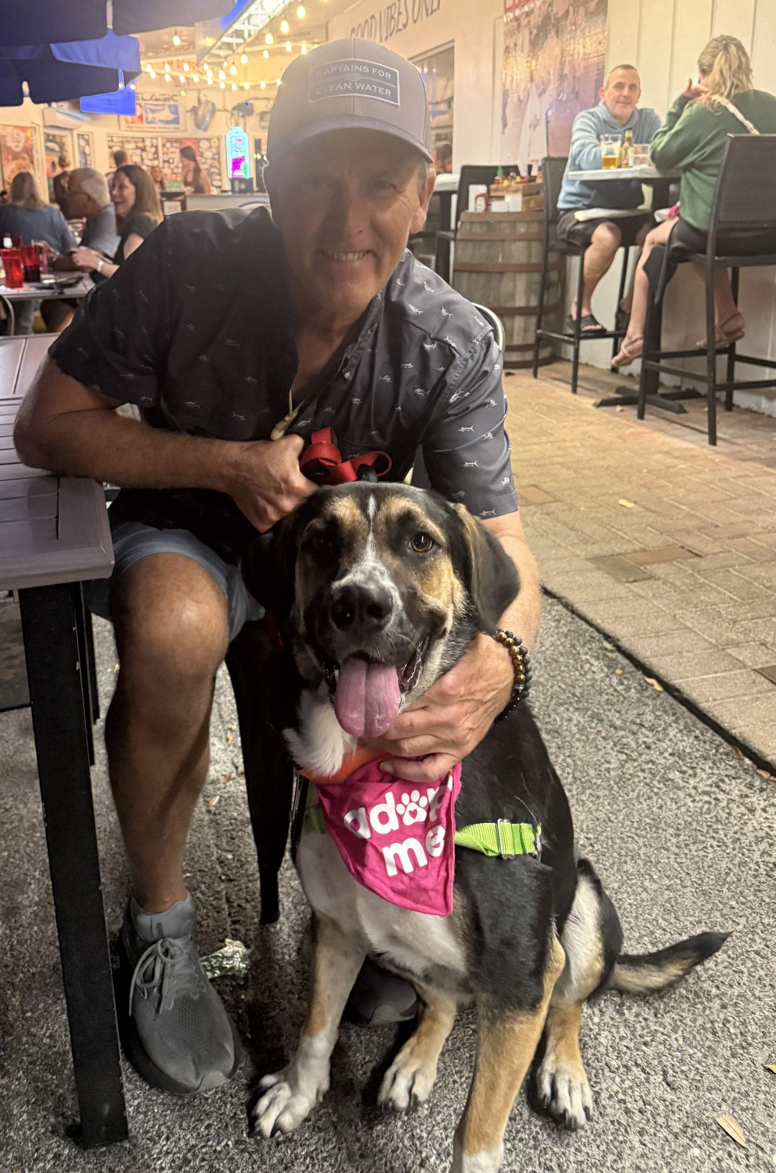 Enlarge Jasmine, a Adopted Foxhound in Lighthouse Point, FL image 3/3