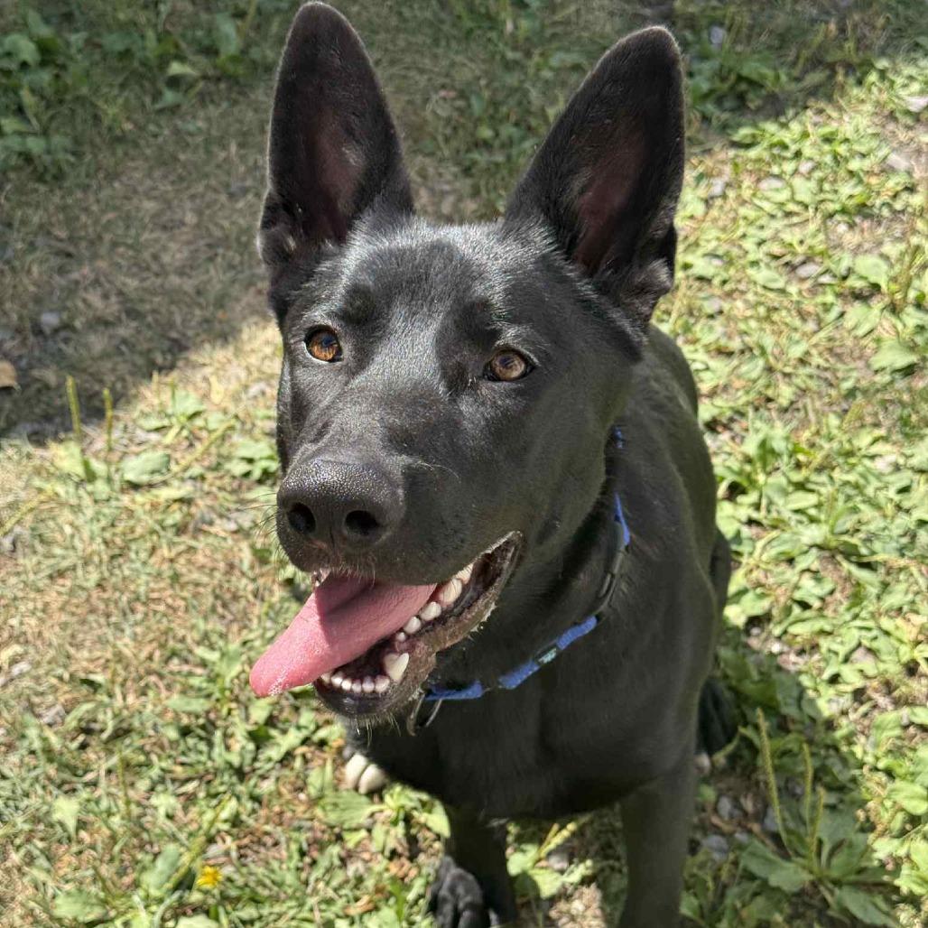 Finn, Adoptable, Adult Male German Shepherd Dog & Labrador Retriever.