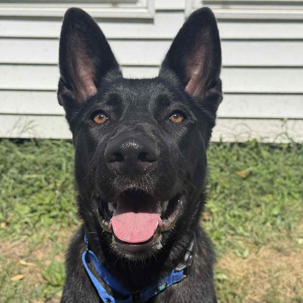 Enlarge Finn, a Adoptable mixed breed in Saugerties, NY image 3/6