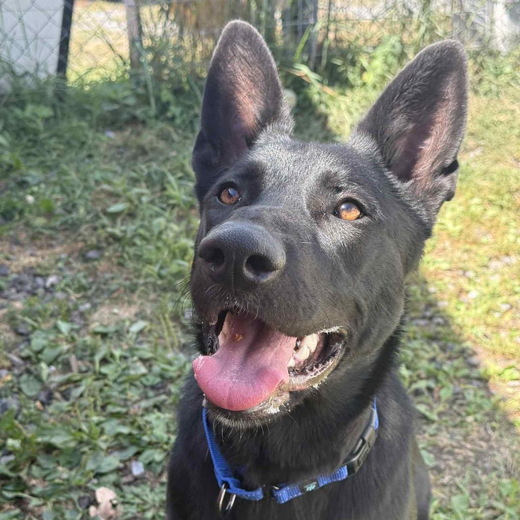 Enlarge Finn, a Adoptable mixed breed in Saugerties, NY image 4/6