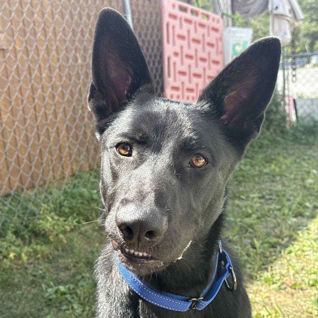 Enlarge Finn, a Adoptable mixed breed in Saugerties, NY image 5/6