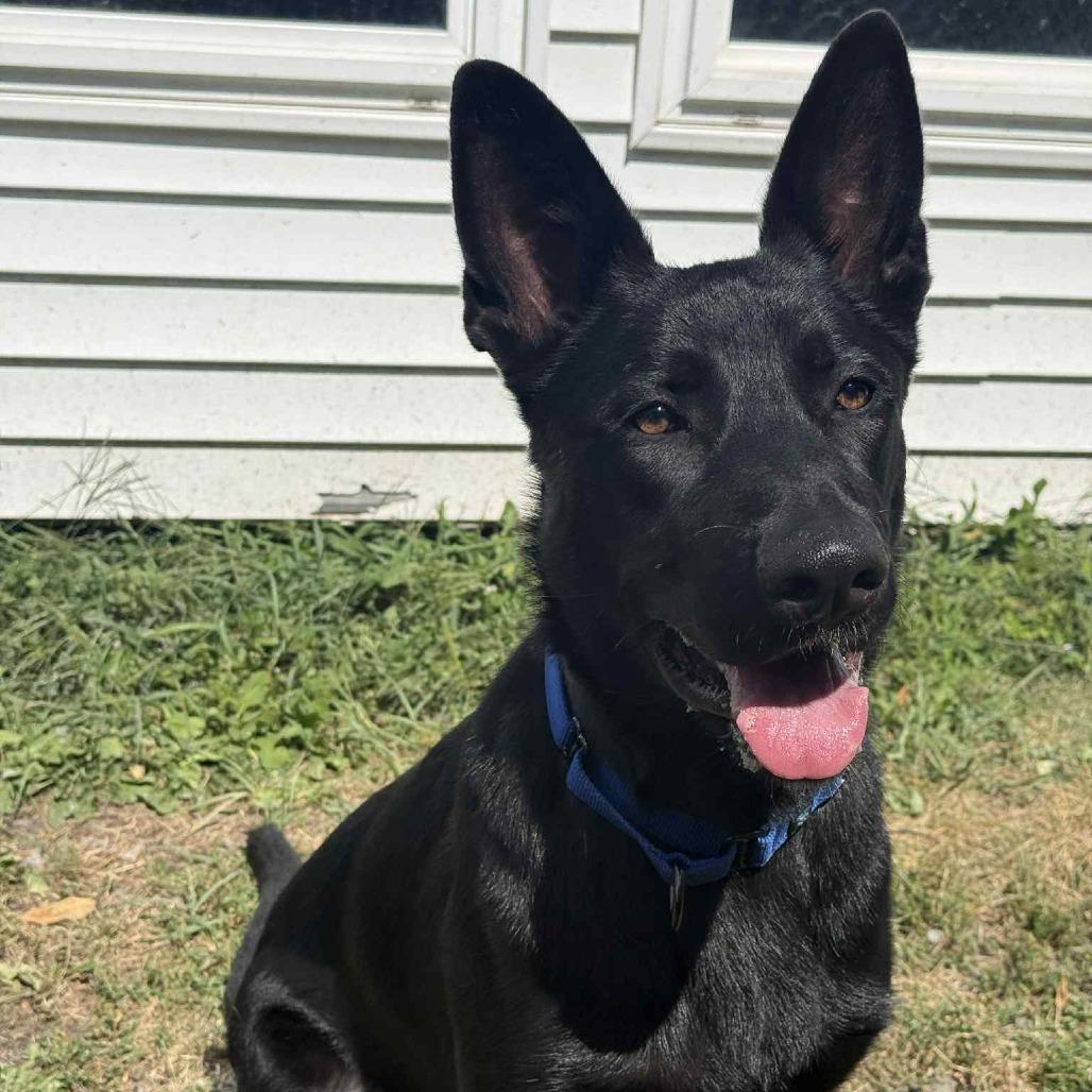 Enlarge Finn, a Adoptable mixed breed in Saugerties, NY image 6/6
