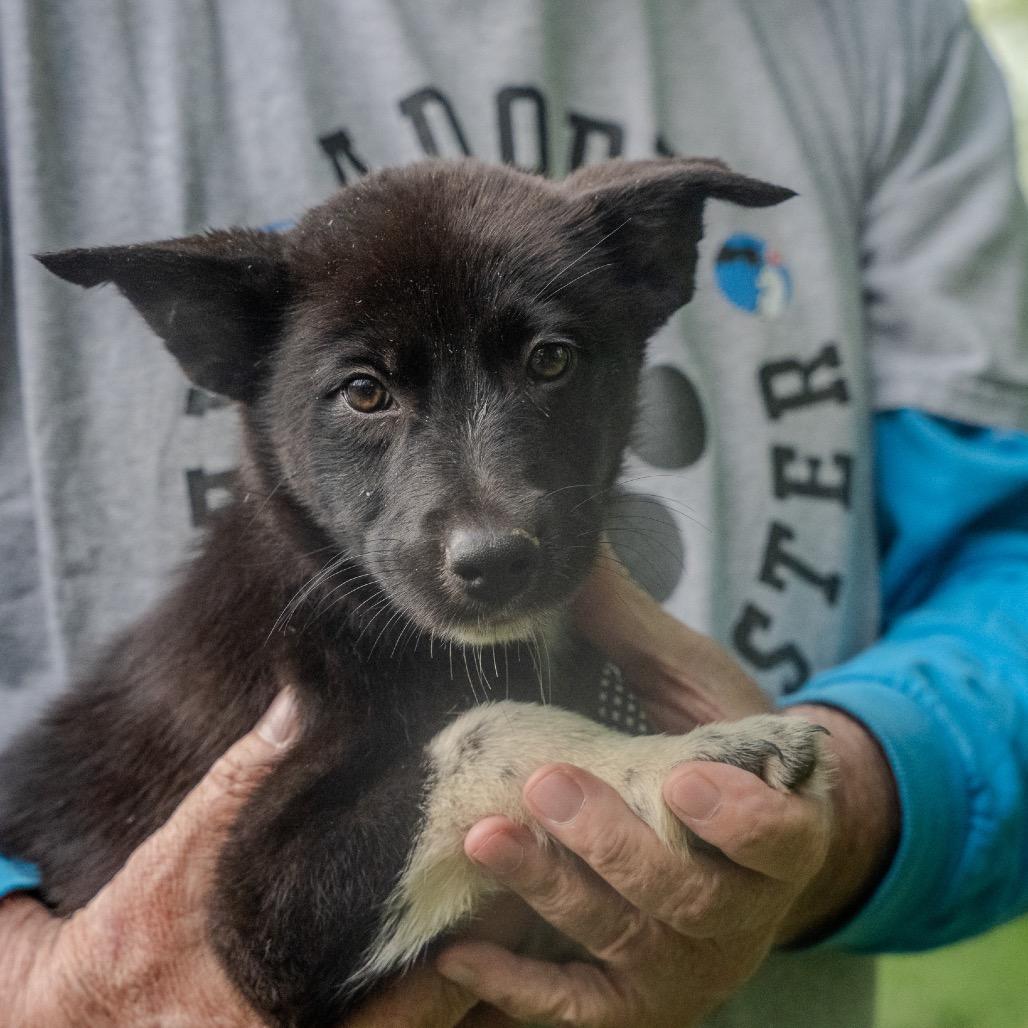 York, a Adoptable mixed breed in Pawling, NY image 1/6