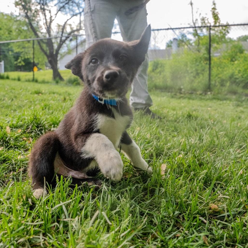 York, a Adoptable mixed breed in Pawling, NY image 2/6