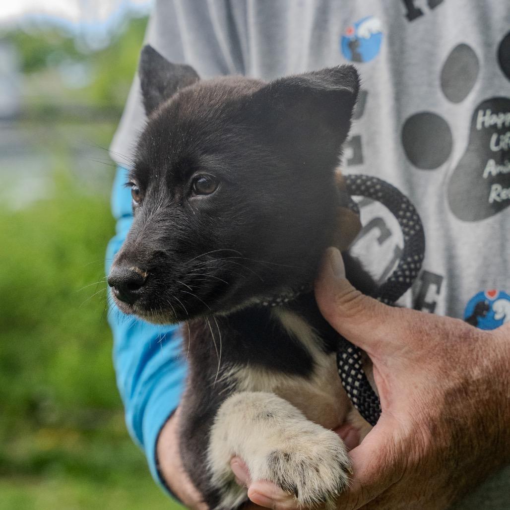 York, a Adoptable mixed breed in Pawling, NY image 3/6