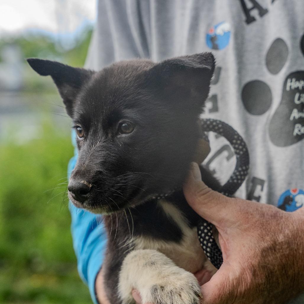 York, a Adoptable mixed breed in Pawling, NY image 4/6