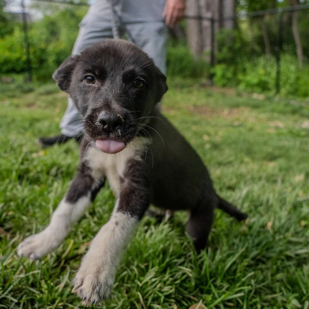 York, a Adoptable mixed breed in Pawling, NY image 5/6
