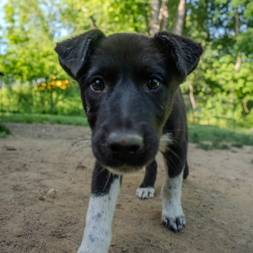 York, a Adoptable mixed breed in Pawling, NY image 6/6