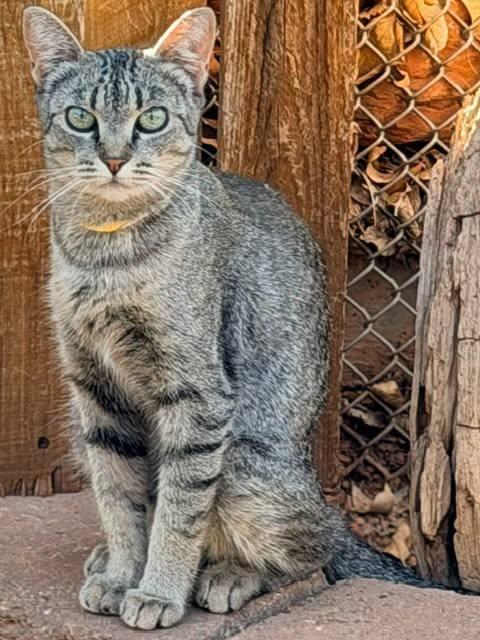 Leah, adopted, Young Female Domestic Short Hair.