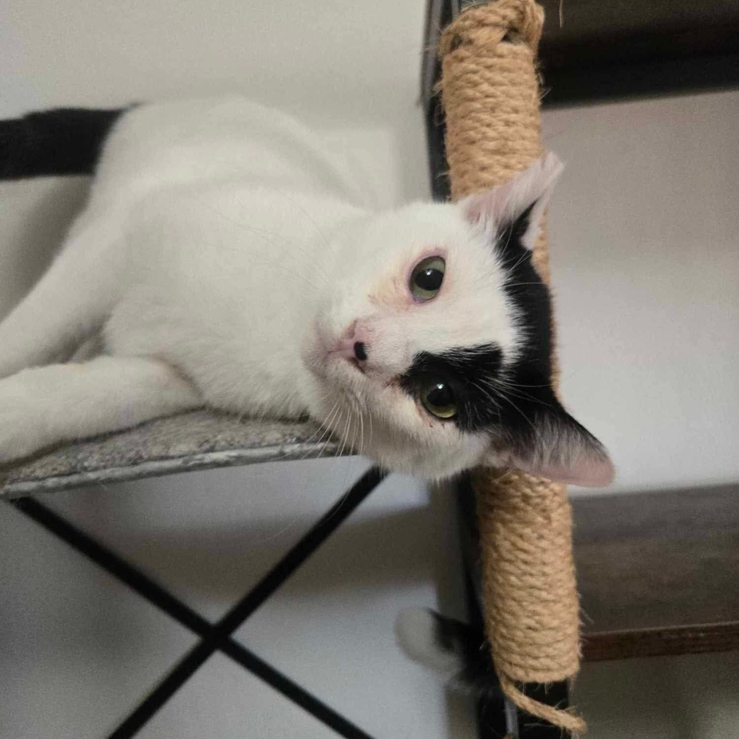 Todoroki * Feline Herpes Positive*, Adoptable, Young Male Domestic Short Hair.