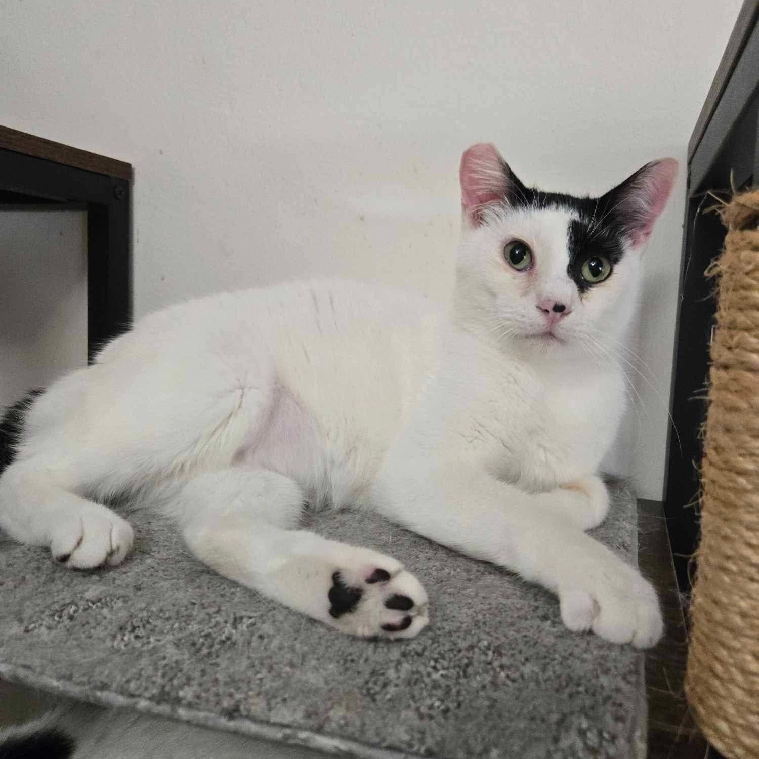 Todoroki * Feline Herpes Positive*, a Adoptable Domestic Short Hair in Concord, CA image 2/6