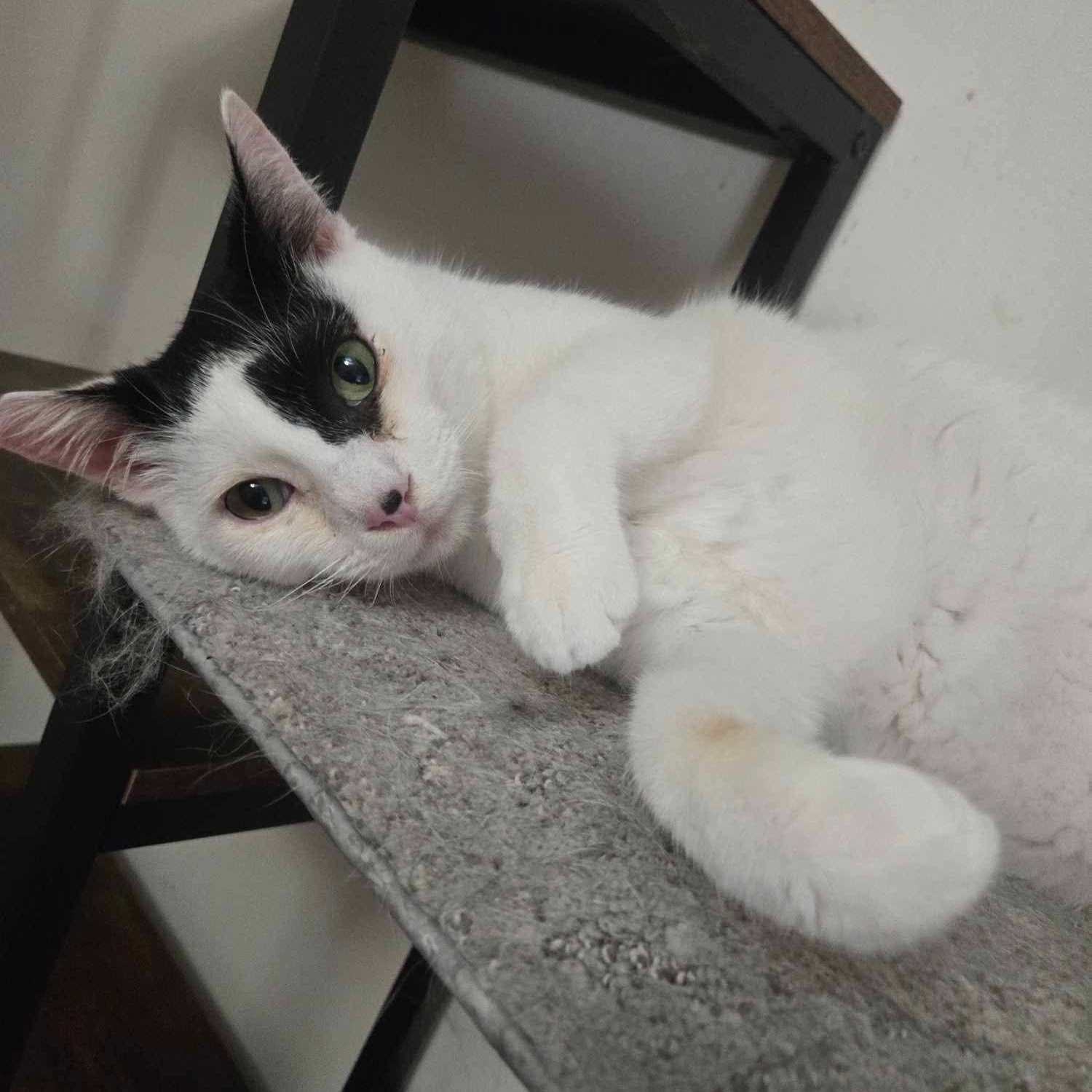 Todoroki * Feline Herpes Positive*, a Adoptable Domestic Short Hair in Concord, CA image 4/6