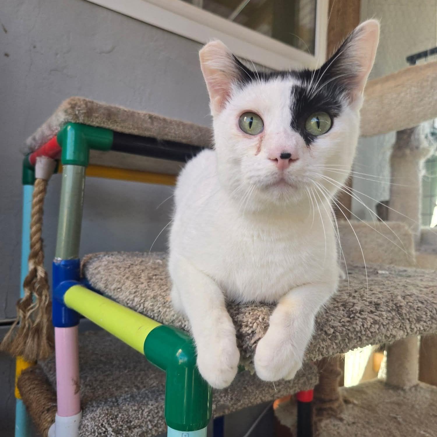 Todoroki * Feline Herpes Positive*, a Adoptable Domestic Short Hair in Concord, CA image 6/6