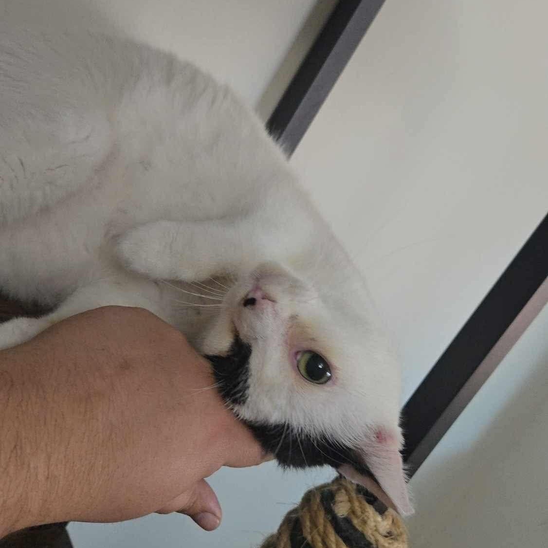 Todoroki * Feline Herpes Positive*, a Adoptable Domestic Short Hair in Concord, CA image 3/6