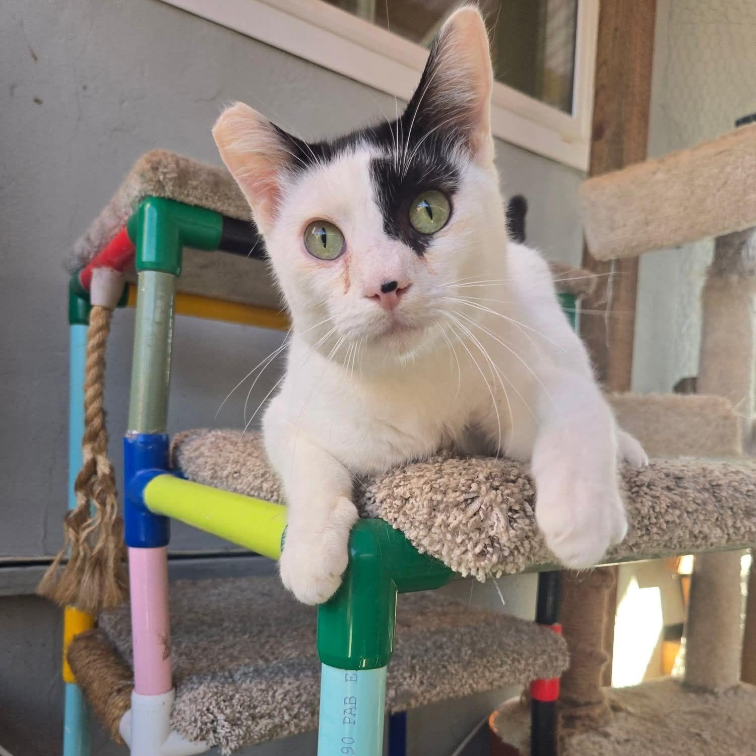 Todoroki * Feline Herpes Positive*, a Adoptable Domestic Short Hair in Concord, CA image 1/6