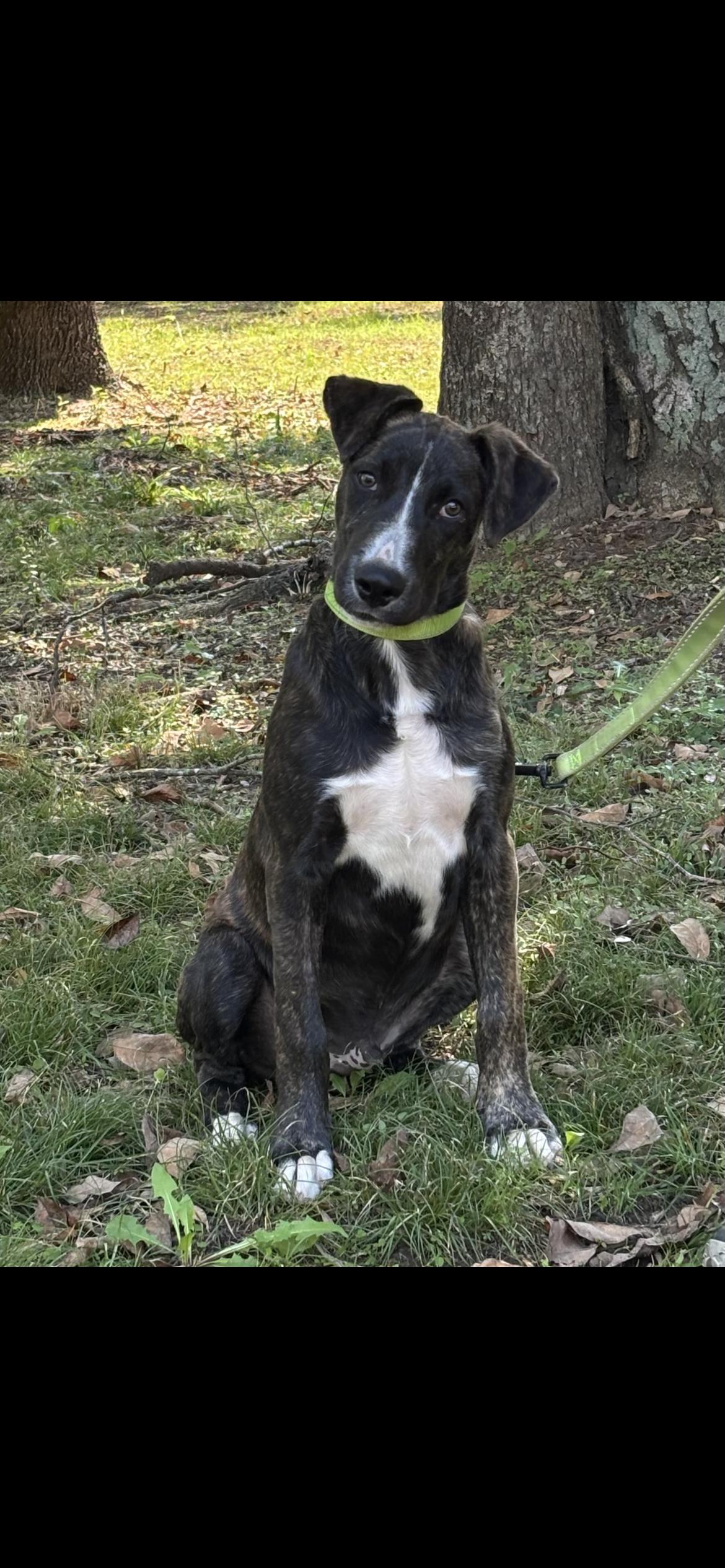 SPARKY, Adoptable, Young Male Labrador Retriever & Terrier.