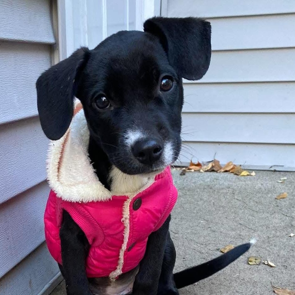 Dottie photo