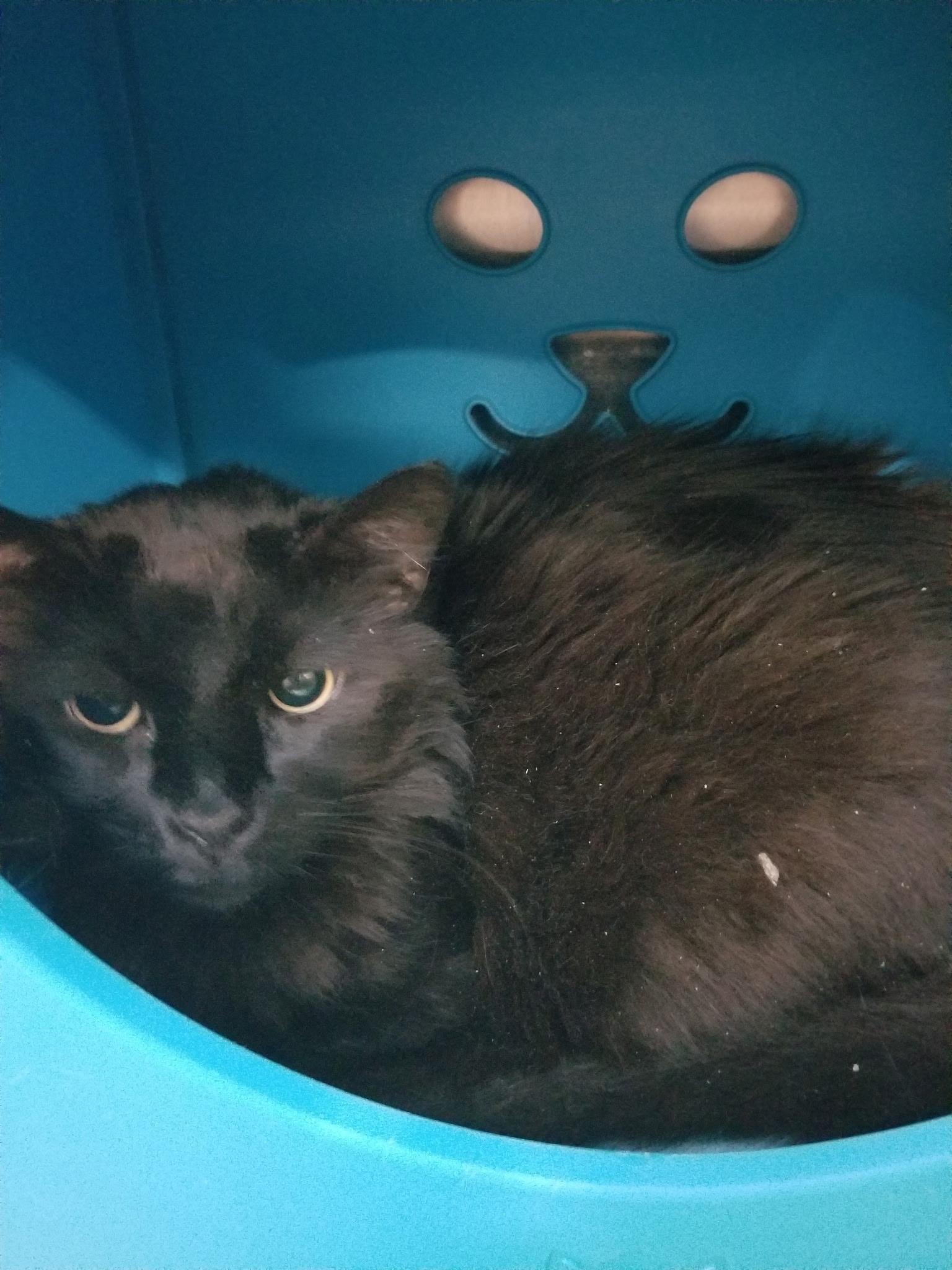 Enlarge Baby Boy, an adopted Domestic Long Hair in Watchung, NJ image 1/1