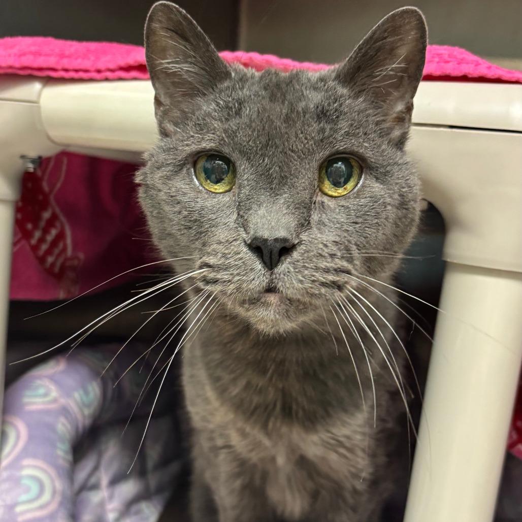 Gandalf, Adoptable, Senior Male Domestic Short Hair.