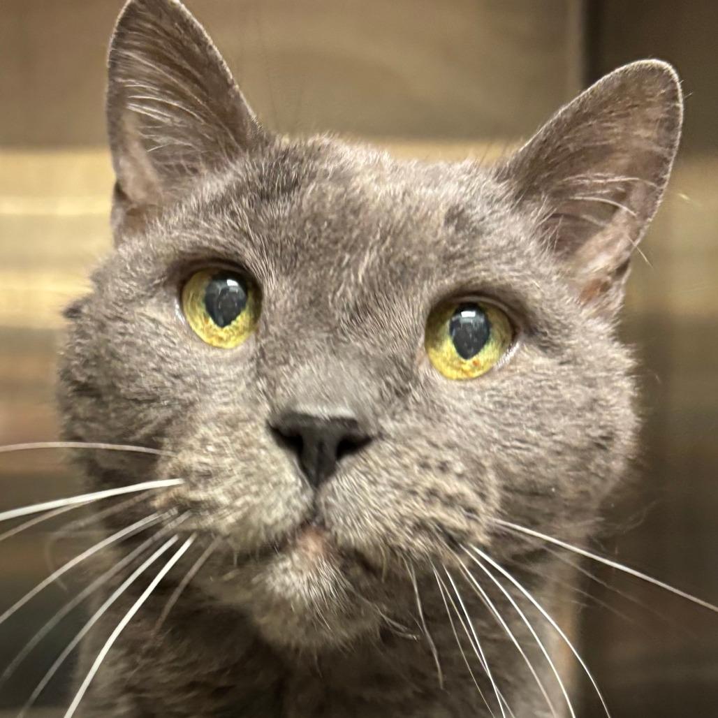 Enlarge Gandalf, a Adoptable Domestic Short Hair in Philadelphia, PA image 2/6