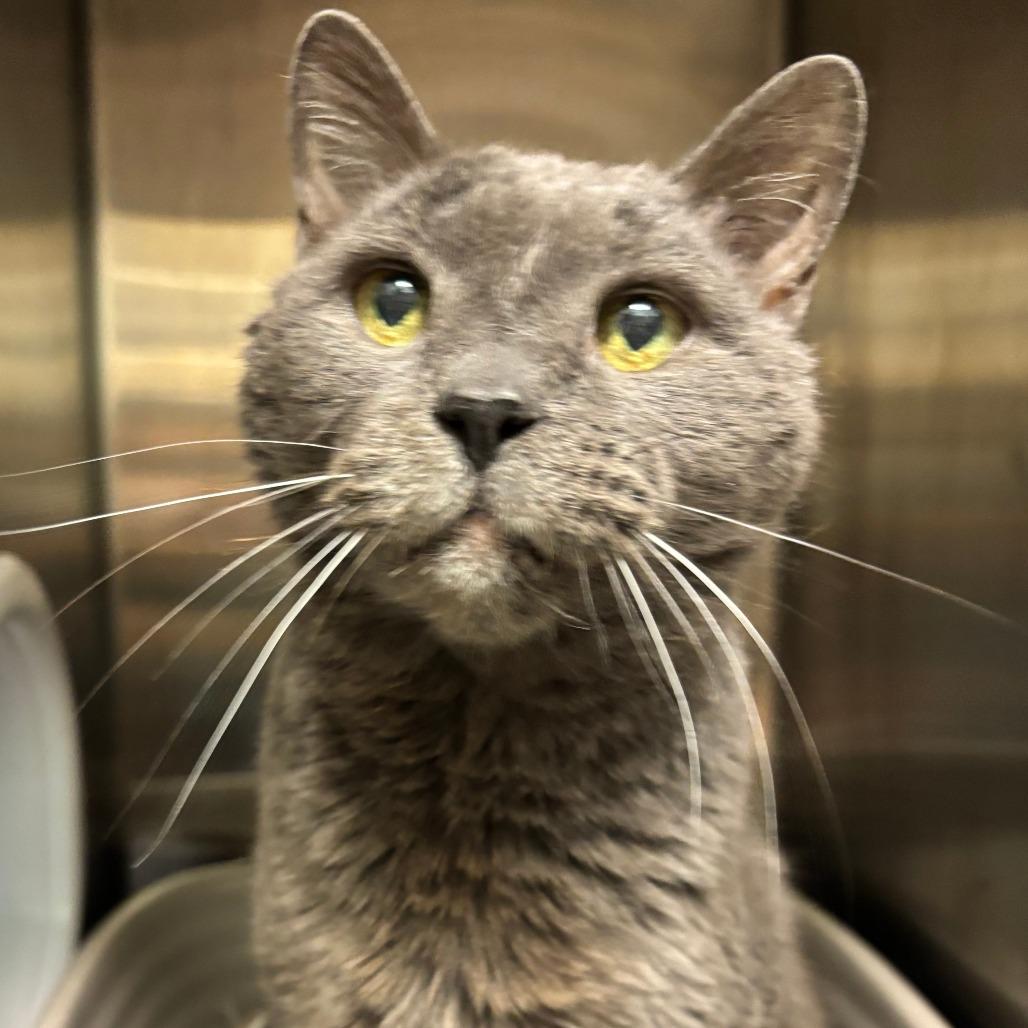 Enlarge Gandalf, a Adoptable Domestic Short Hair in Philadelphia, PA image 3/6