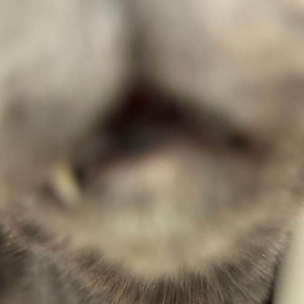 Enlarge Gandalf, a Adoptable Domestic Short Hair in Philadelphia, PA image 2/4