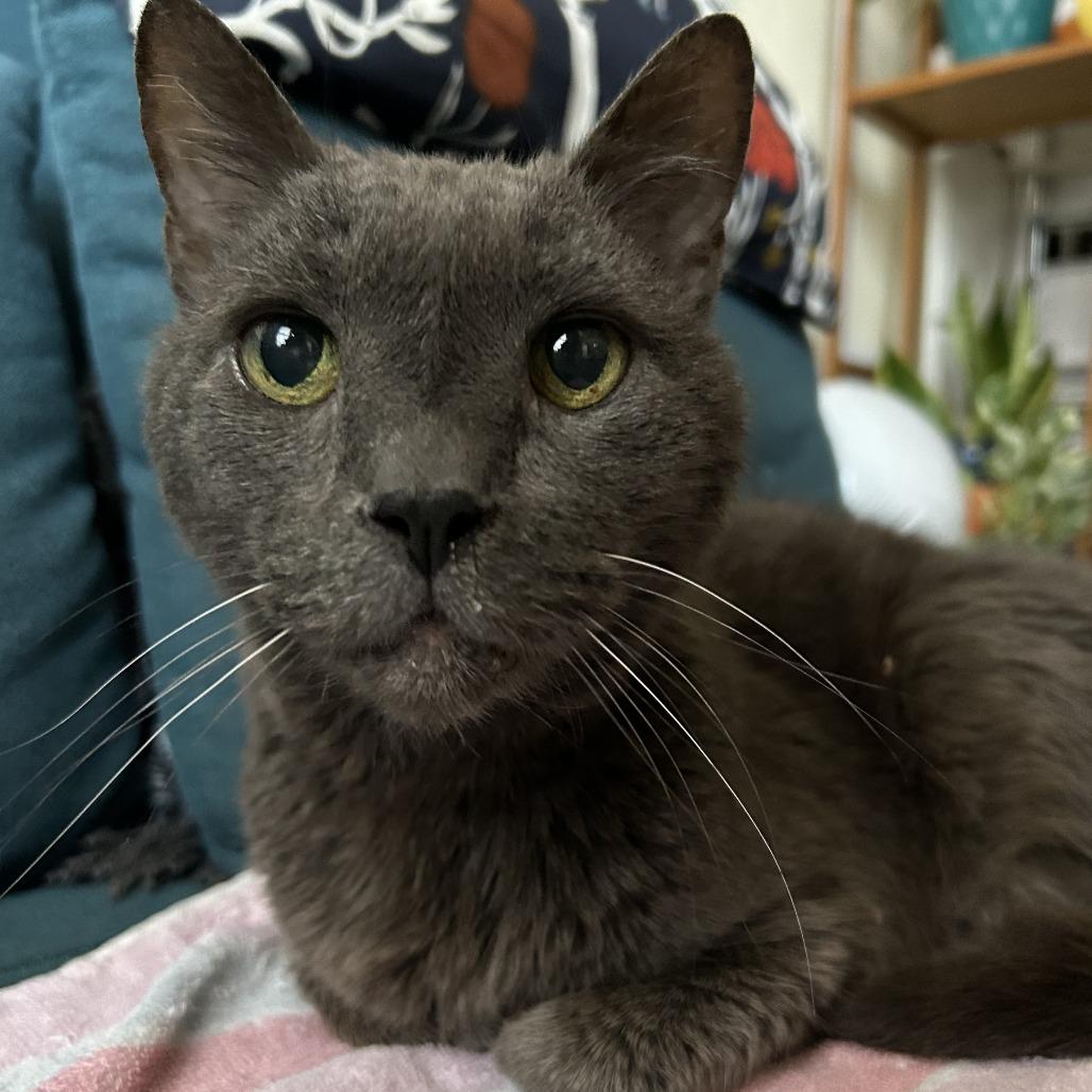 Enlarge Gandalf, a Adoptable Domestic Short Hair in Philadelphia, PA image 2/6