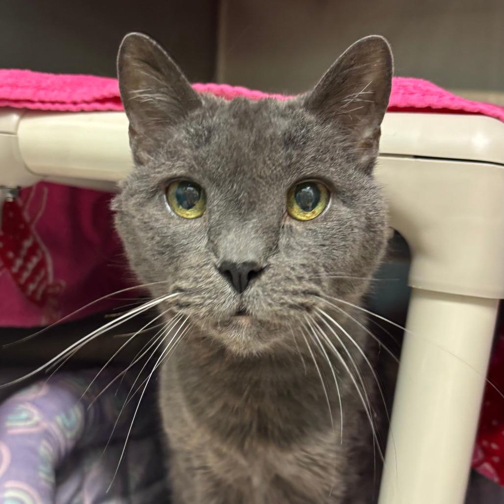 Enlarge Gandalf, a Adoptable Domestic Short Hair in Philadelphia, PA image 3/4