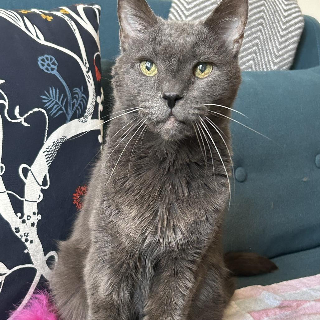 Enlarge Gandalf, a Adoptable Domestic Short Hair in Philadelphia, PA image 3/6