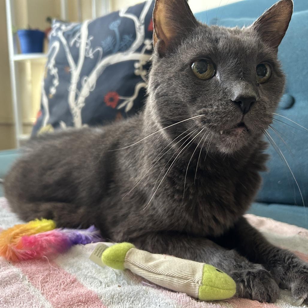 Enlarge Gandalf, a Adoptable Domestic Short Hair in Philadelphia, PA image 4/6
