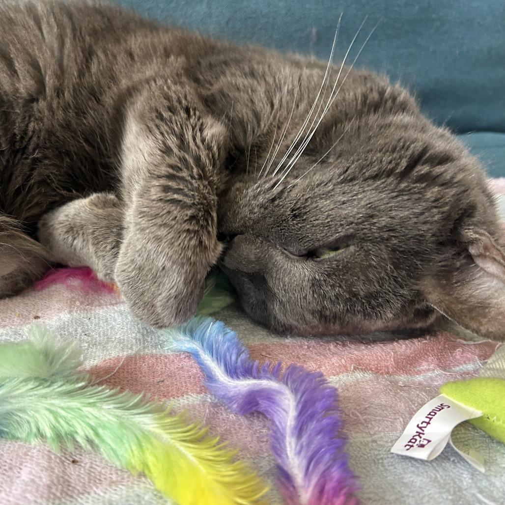 Enlarge Gandalf, a Adoptable Domestic Short Hair in Philadelphia, PA image 5/6
