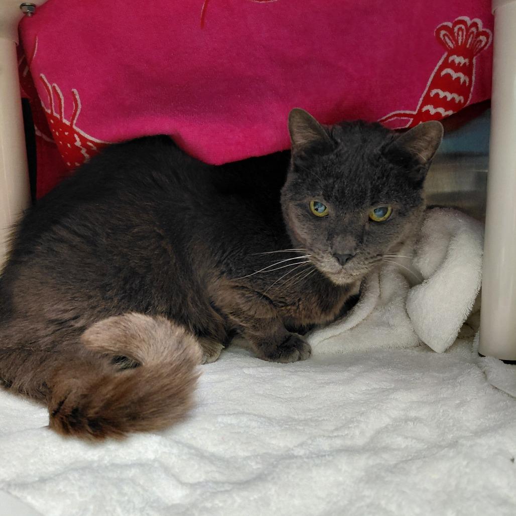 Enlarge Gandalf, a Adoptable Domestic Short Hair in Philadelphia, PA image 4/4