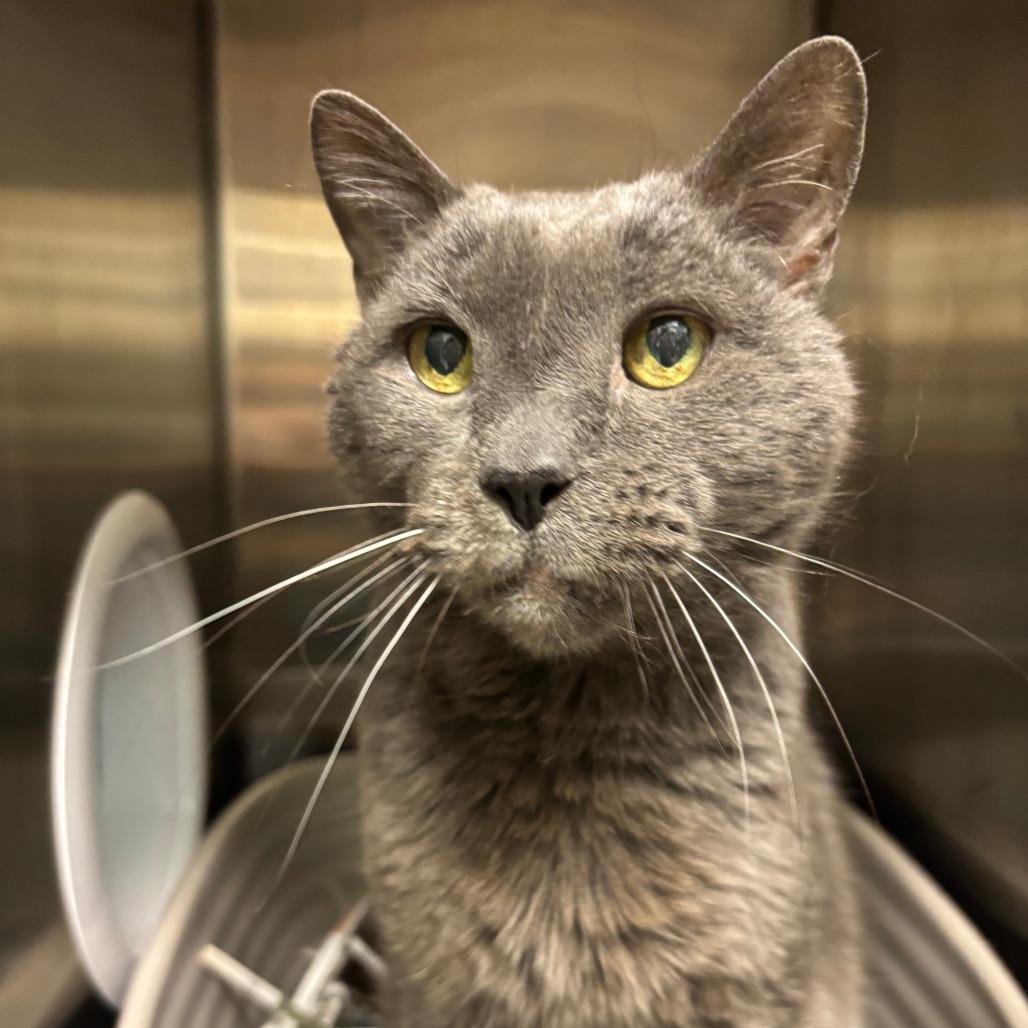Enlarge Gandalf, a Adoptable Domestic Short Hair in Philadelphia, PA image 6/6