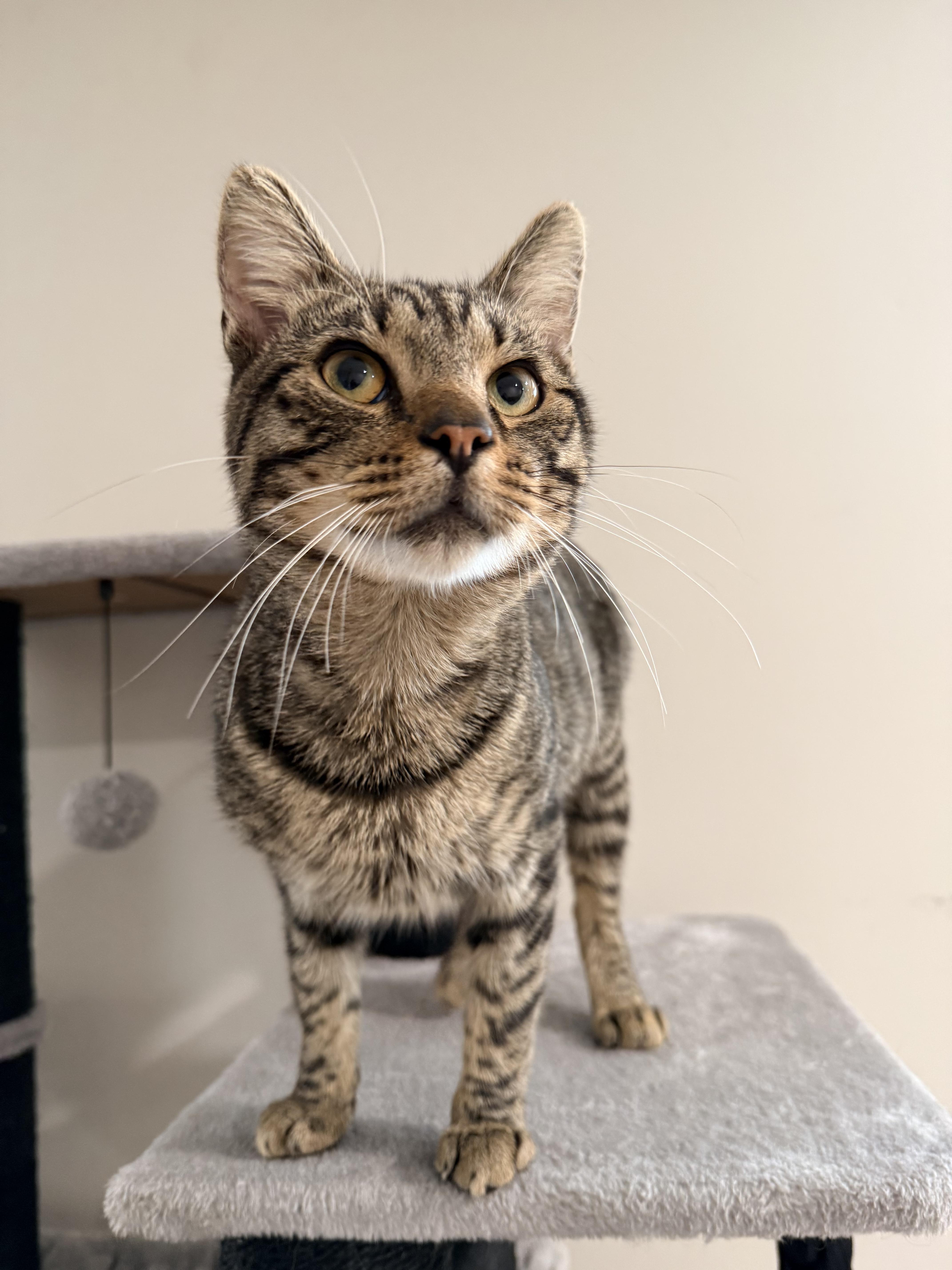 Enlarge Christian, a Adoptable Domestic Short Hair in Staten Island, NY image 4/4