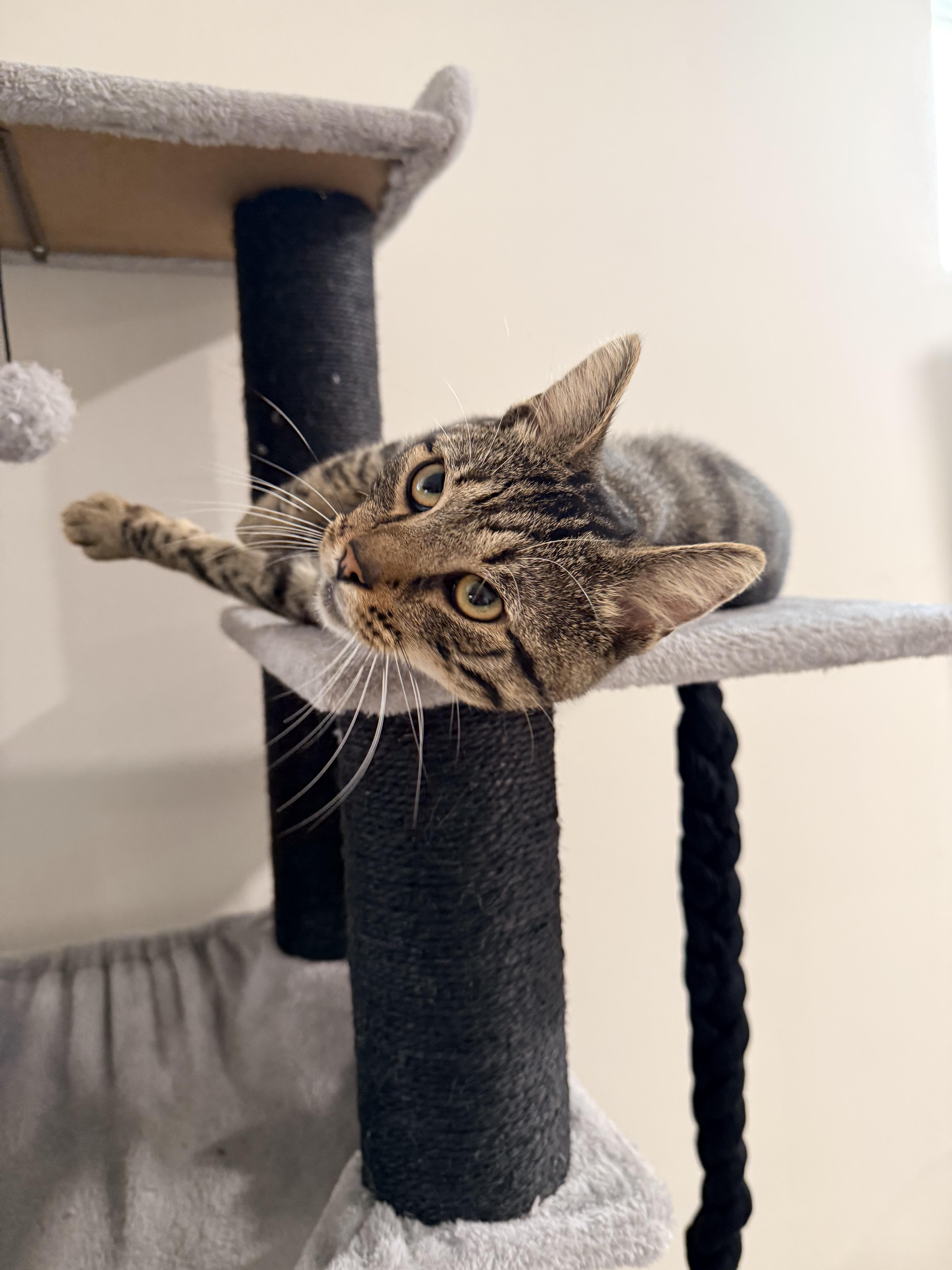 Christian, Adoptable, Young Male Domestic Short Hair.