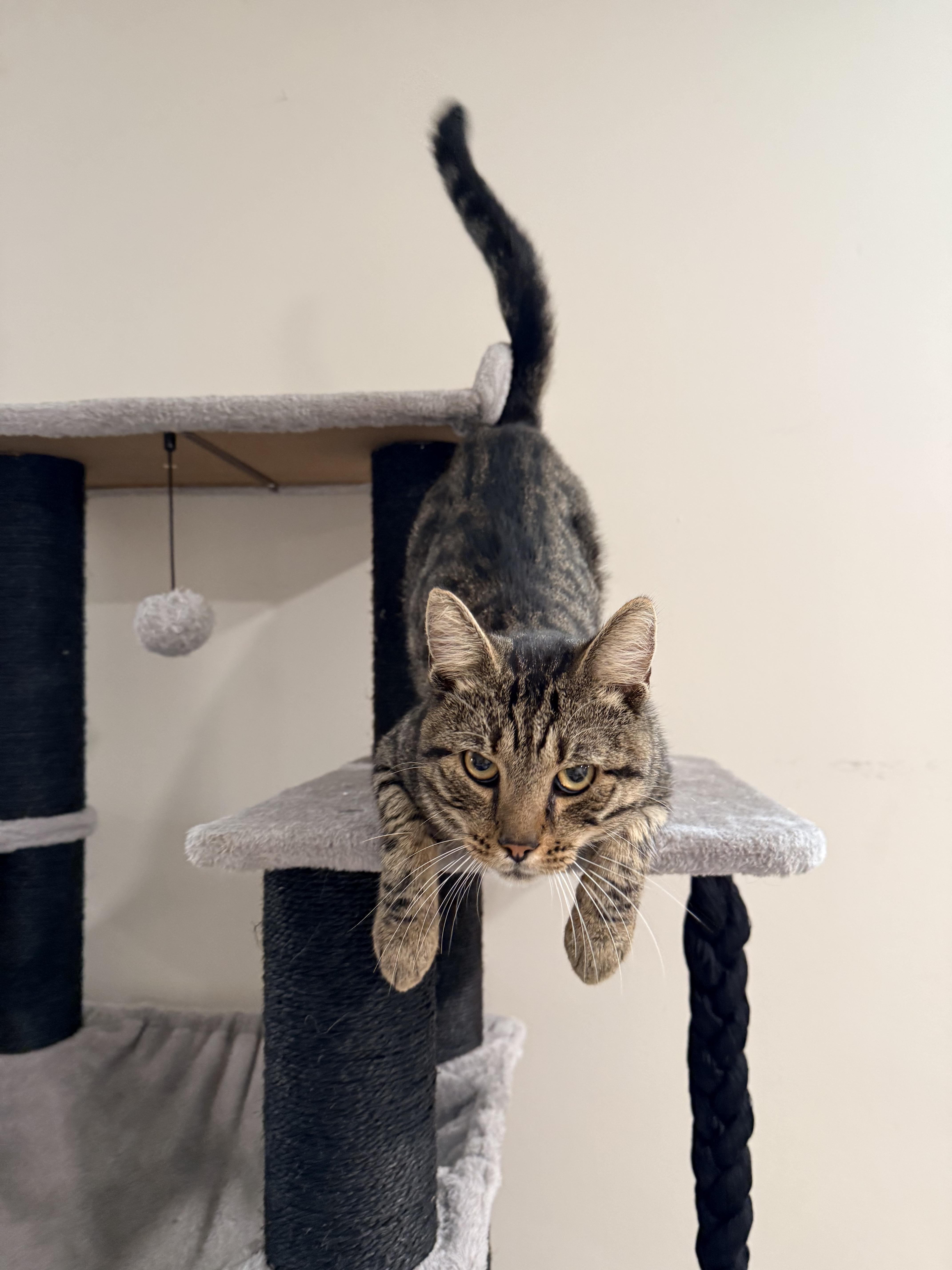 Enlarge Christian, a Adoptable Domestic Short Hair in Staten Island, NY image 3/4