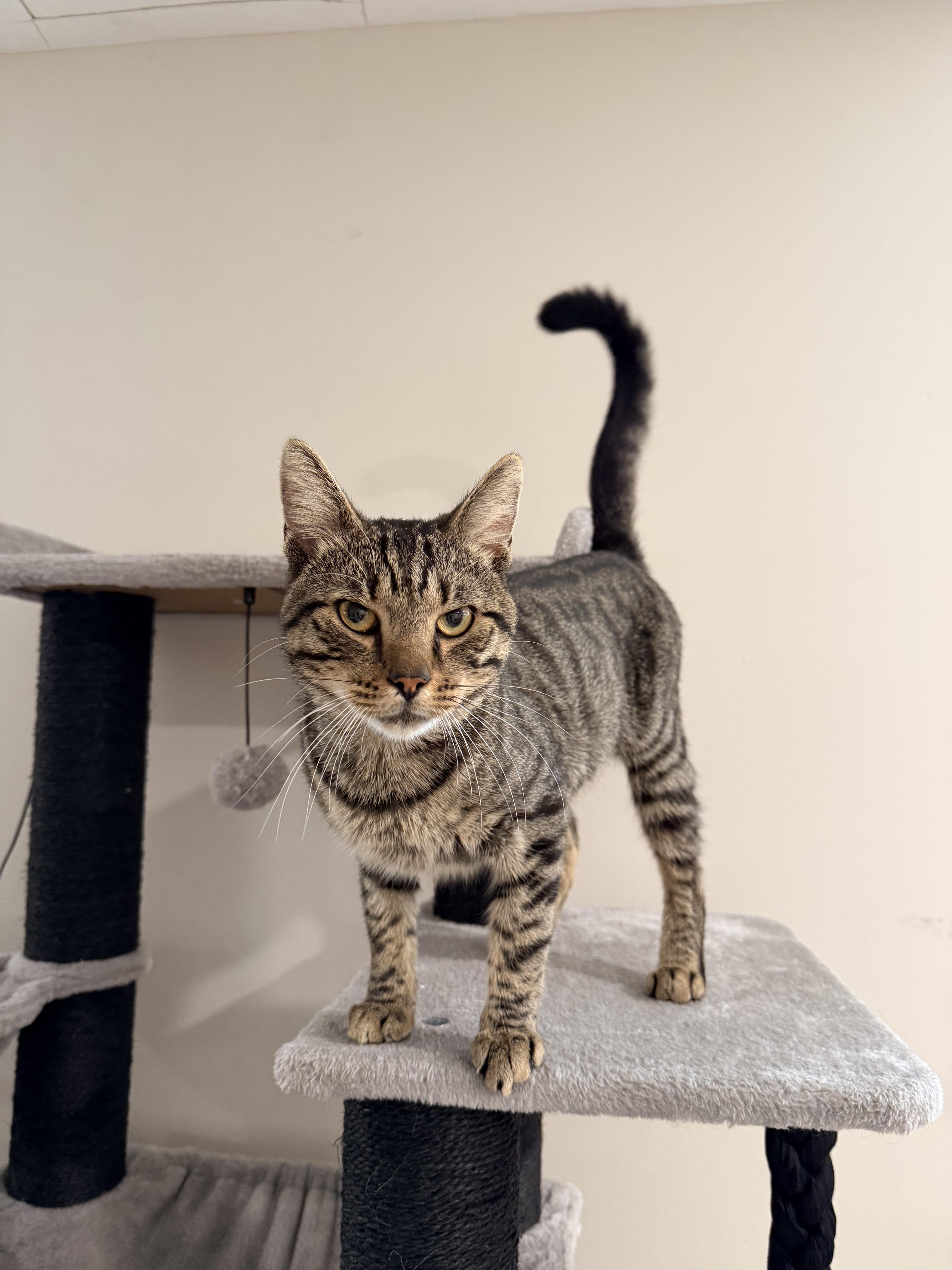 Enlarge Christian, a Adoptable Domestic Short Hair in Staten Island, NY image 2/4