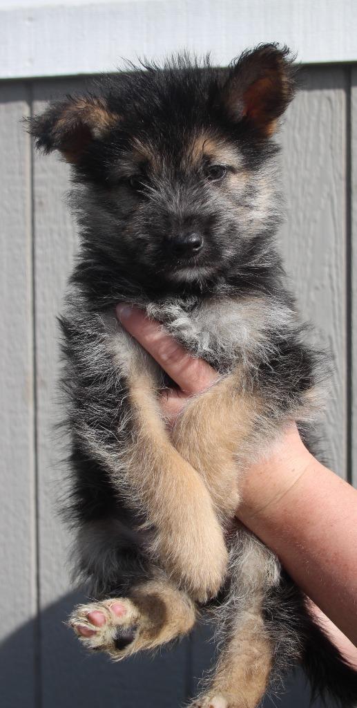 Enlarge Molokai, a Adoptable mixed breed in Vacaville, CA image 1/1