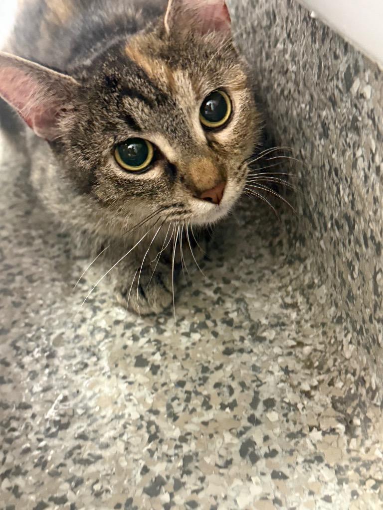 Enlarge Cotton Candy, a Adoptable mixed breed in Van Wert, OH image 1/1