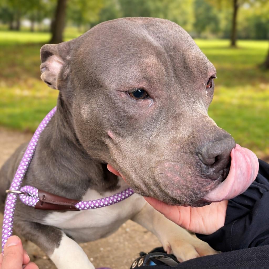 Enlarge Daisy, an adoptable Pit Bull Terrier in Jersey city, NJ image 1/1
