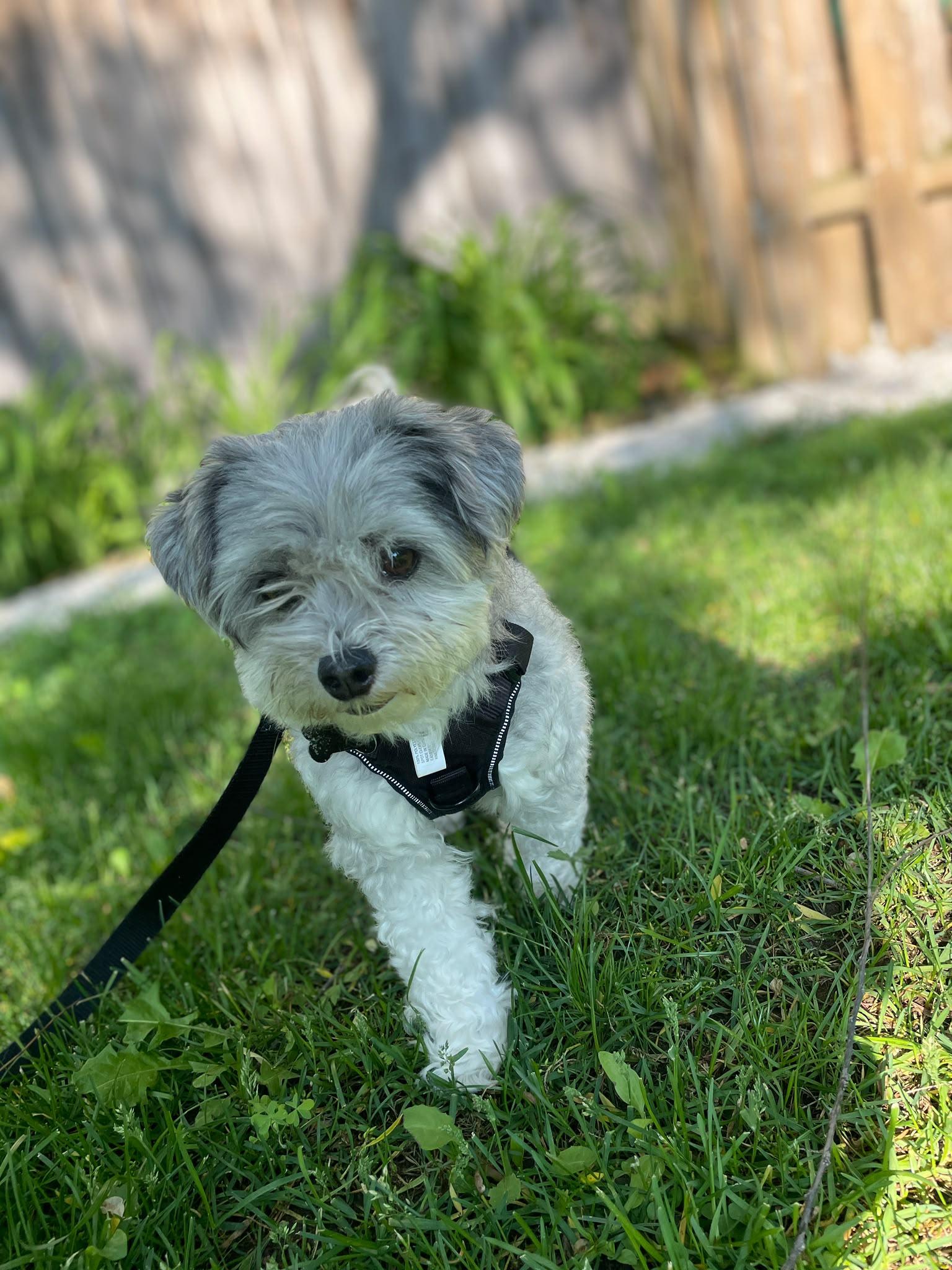 Creek, adopted, Adult Male Miniature Poodle.
