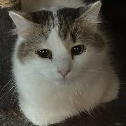 Enlarge Mavis, a Adoptable Domestic Short Hair in Duette, FL image 1/4