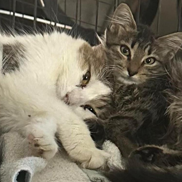 Enlarge Mavis, a Adoptable Domestic Short Hair in Duette, FL image 3/4