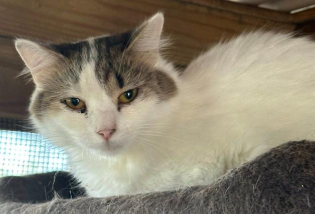 Enlarge Mavis, a Adoptable Domestic Short Hair in Duette, FL image 2/4