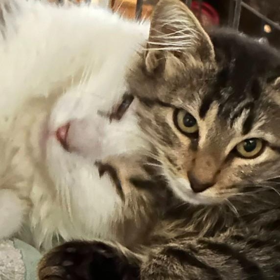 Enlarge Mavis, a Adoptable Domestic Short Hair in Duette, FL image 4/4