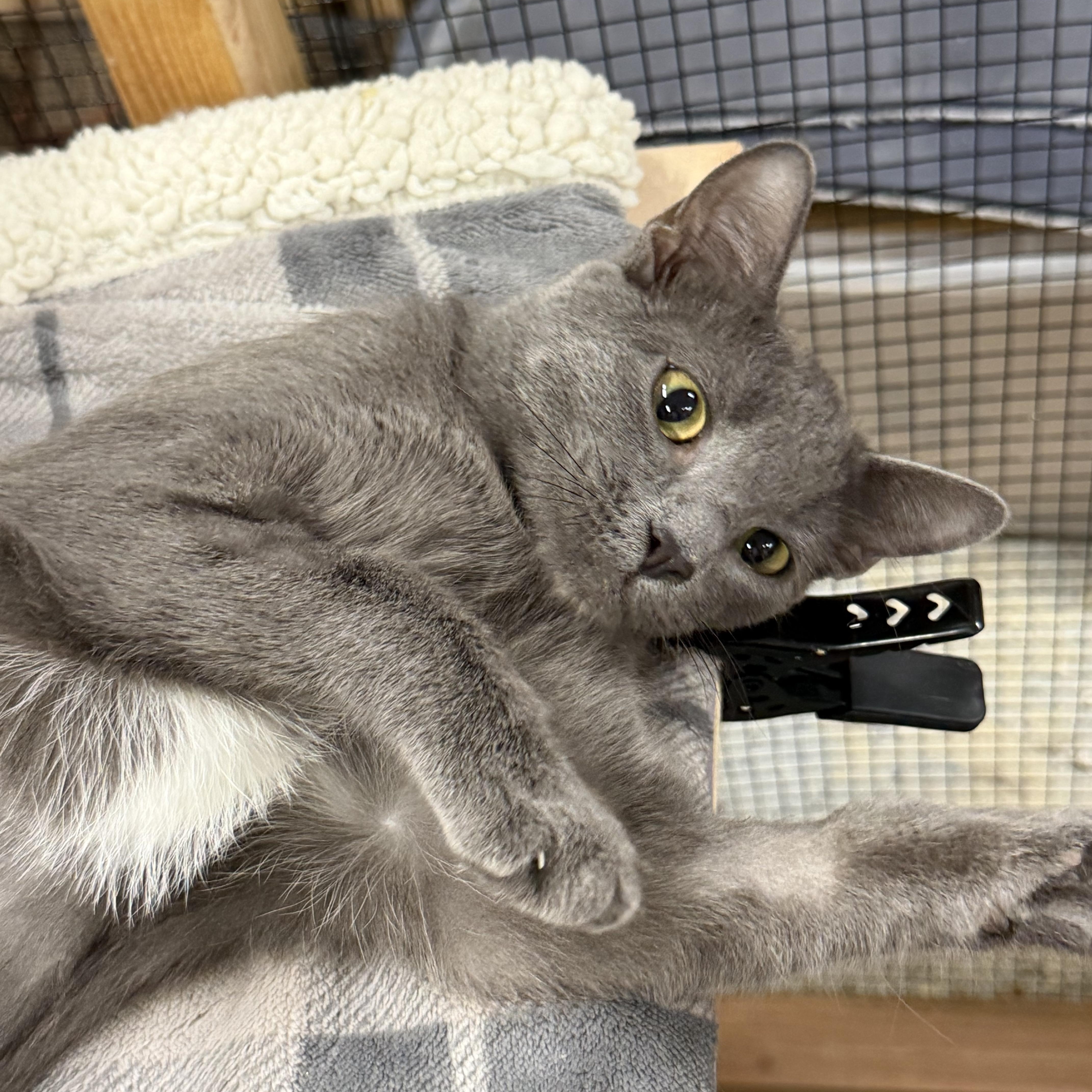 Enlarge Purple - Shy but sweet, a Adoptable mixed breed in Fountain Valley, CA image 1/3