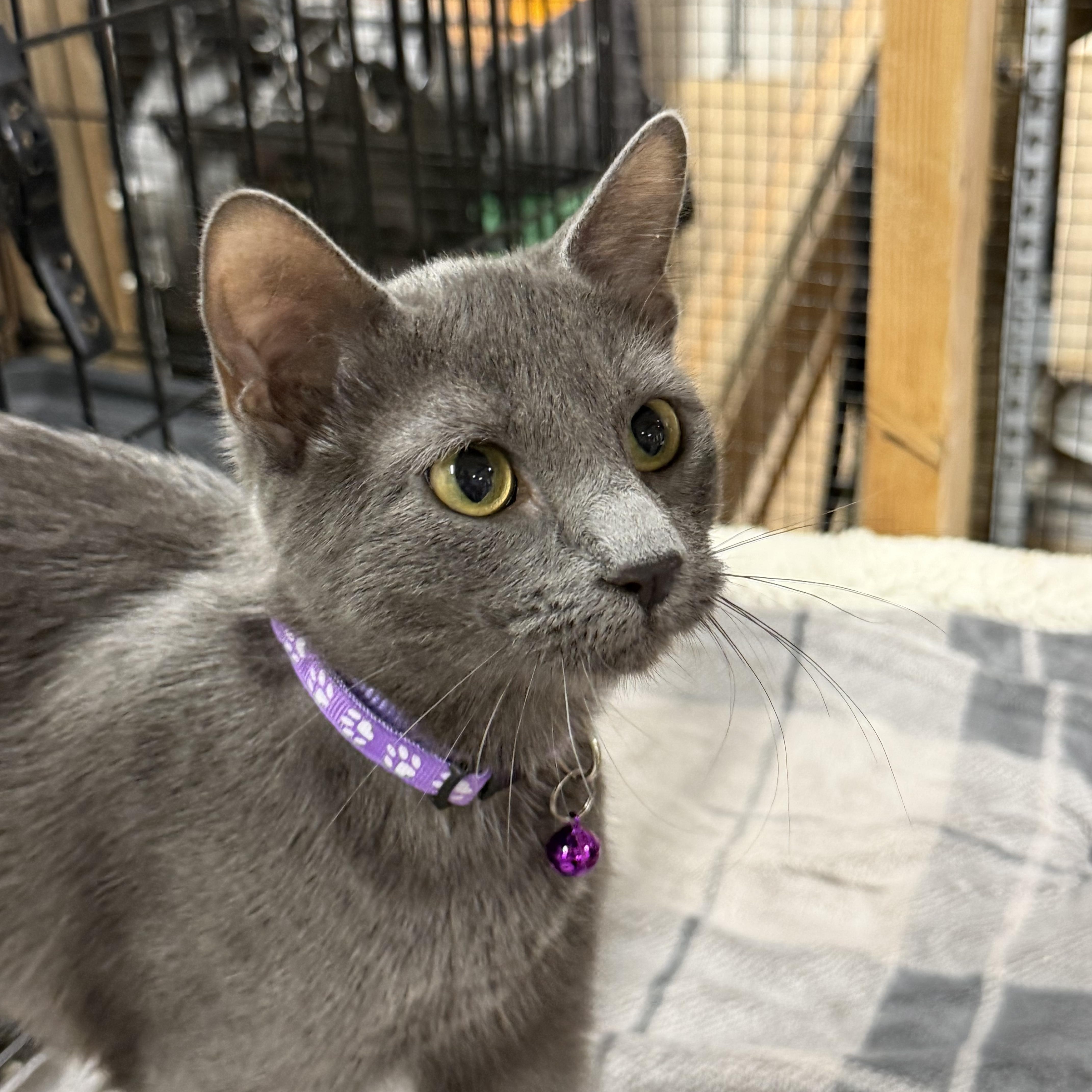 Enlarge Purple - Shy but sweet, a Adoptable mixed breed in Fountain Valley, CA image 3/3