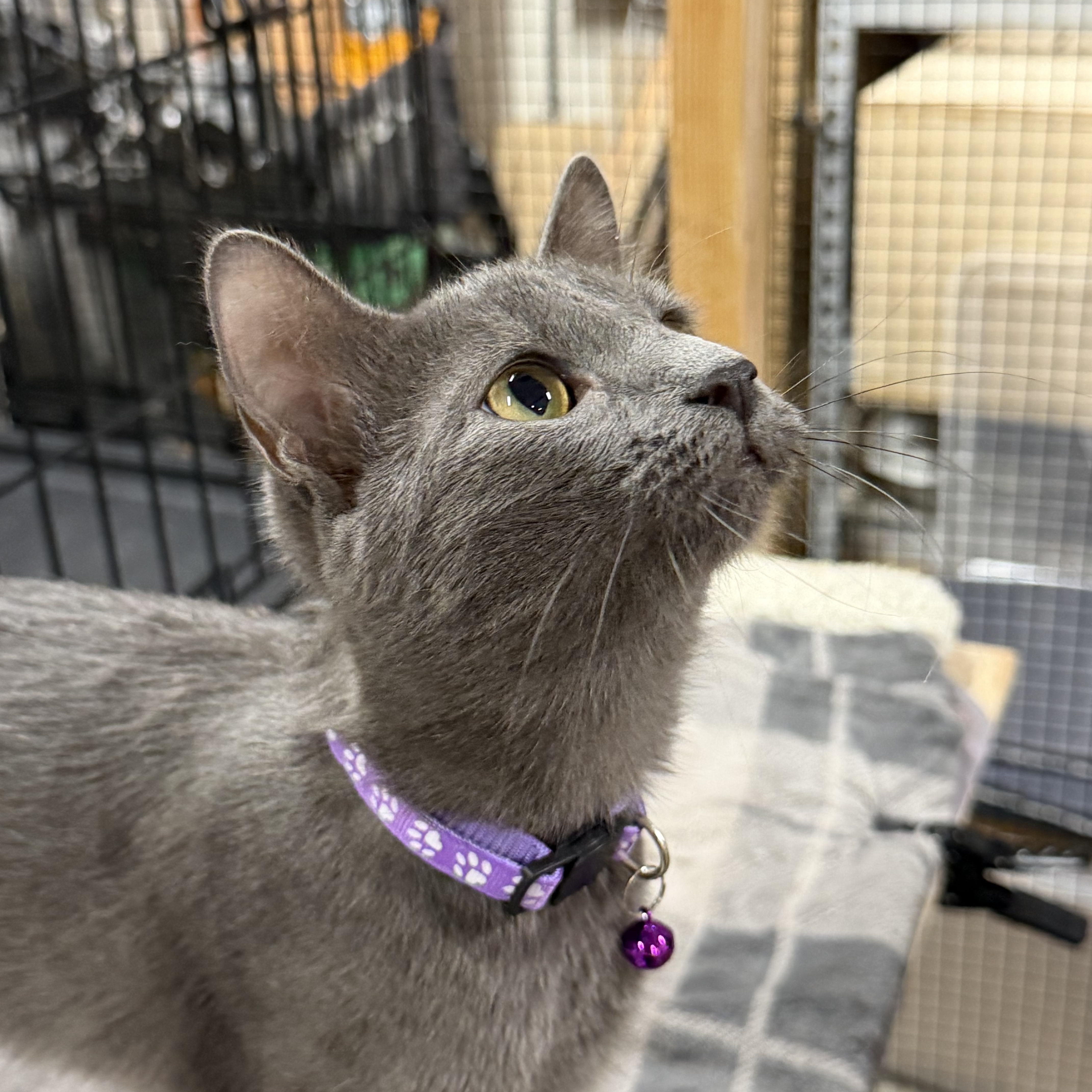 Enlarge Purple - Shy but sweet, a Adoptable mixed breed in Fountain Valley, CA image 2/3