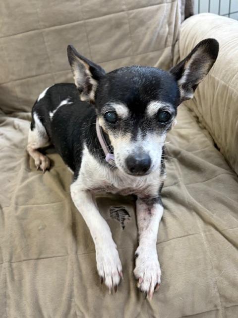 Pearl, Adoptable, Senior Female Chihuahua.