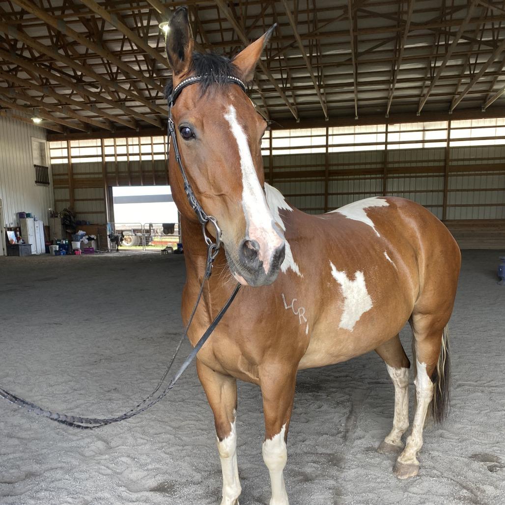 Enlarge Remi, a Adoptable Paint / Pinto in Quakertown, PA image 1/5